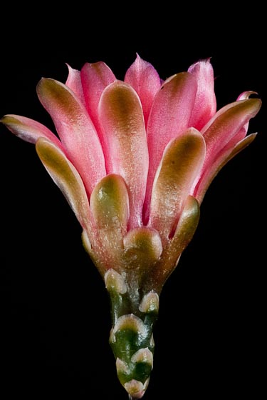 Gymnocalycium baldianum
